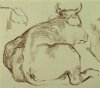 1901-1903 ca. -Bue di schiena